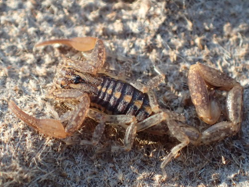 Centruroides hoffmanni